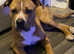 Need to rehome as soon as possible