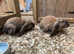 5 x English Lop crossed with French Lop Rabbits.