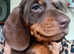 Miniature Dachshund Chocolate and TanDog Puppy