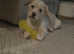 Norfolk terrier