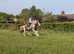 Stunning 14.2hh traditional cob
