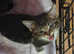 CROSS BENGAL KITTENS FOR SALE