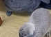 250 included in the price:  Both rabbits Cage Hay Wood shavings Food