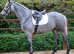 Quality 3 year old Connie x ISH Gelding