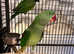 Beautiful baby alexandrine parrot
