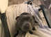 Female blue Staffordshire bull Terrier For Sale
