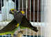 Meyer's parrot Glasgow