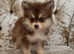 Toy size pomskys puppies available
