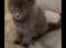 Maine coon kittens