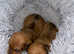 miniature Dachshund puppies