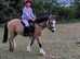 Adorable dun children's pony