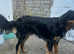 Gordon Setter seeking a new family