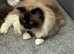 5 male Ragdoll kittens