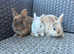 Super cute Netherland dwarf babies.