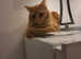 I have very young boy long hear Ginger cat   he is very very so deeply loving beautiful amazing his name is Tango he he very so good with children and