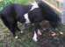 Miniature horse