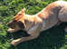 6 months old female pup.