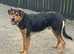 German shepherd x Rottweiler