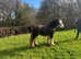 Blagsdon cob.
