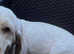 Clumber spaniel