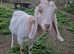 Ronnie a lovely Boer x Nubian Wether