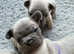 Adorable French Bulldog Puppies for Sale