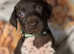 11 GSP puppies