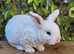 Mini Plush Lop Baby Rabbits