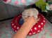 Two believer angora pedigree baby boys