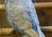 Male and female Budgies
