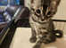 Full pedigree bengal kittens
