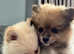 2 months old pure breed thick coat pomeranians for sale.