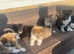 Stunning rough collie x boarder collie puppies for sale