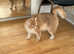 GCCF registered British Shorthair and Longhair Chocolate and Black Golden kittens