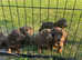 Dachshund puppies for sale