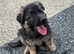 Long haired straight back German Shepard's