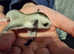 Beautiful female sugar glider Joey