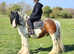 ** Fantastic coloured gelding**
