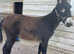 Mamouth donkey Jenny foal