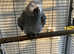 African grey parrot