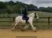 15hh 10yo ride & drive HW gypsy cob gelding