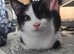 X2 5mnt males (young kittens)