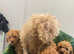 beautiful apricot cockapoo puppies