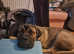 Nala cane corso