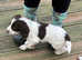 English springer spaniel puppy