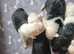 Ikc registered old english sheepdogs