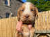 KC Registered Cocker Spaniel Puppies