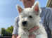 Beautiful West Highland Puppy