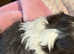Just 2 Beautiful Shih Tzu puppies left, a boy & a girl