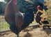 French Copper Maran Fertile Hatching Eggs